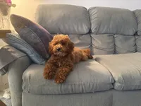 Rosie , a female Poodle - Miniature  for sale in Pike Creek, DE – 5 of 5