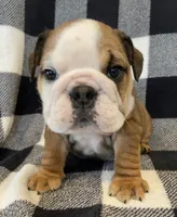 Jolene, a female English Bulldog for sale in Dysart, IA – Photo 5 of 10