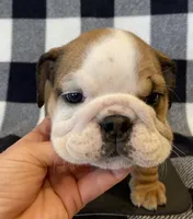 Jolene, a female English Bulldog for sale in Dysart, IA – Photo 2 of 10