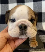 Jolene, a female English Bulldog for sale in Dysart, IA – Photo 3 of 10