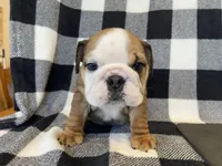 Jolene, a female English Bulldog for sale in Dysart, IA – Photo 8 of 10