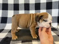 Jolene, a female English Bulldog for sale in Dysart, IA – Photo 9 of 10