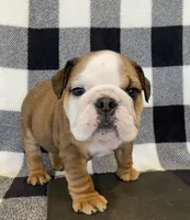 Jolene, a female English Bulldog for sale in Dysart, IA – Photo 1 of 10