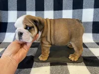 Jolene, a female English Bulldog for sale in Dysart, IA – Photo 10 of 10