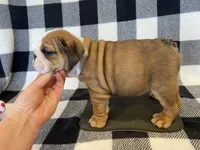 Jolene, a female English Bulldog for sale in Dysart, IA – Photo 6 of 10