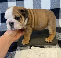 Jolene, a female English Bulldog for sale in Dysart, IA – Photo 4 of 10