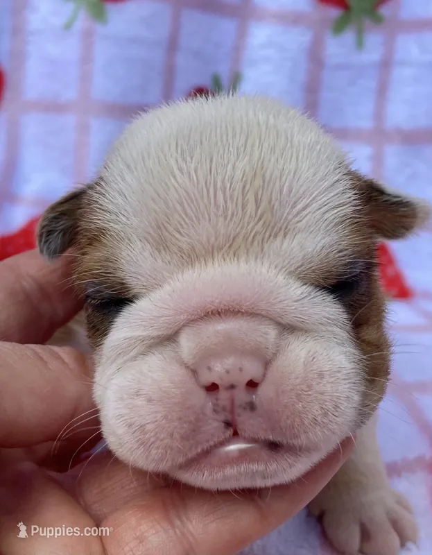 Hickory – English Bulldog puppy for sale in Dysart, IA