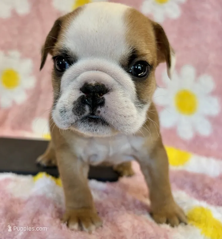Elise – English Bulldog puppy for sale in Dysart, IA