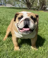 Edna x Whiskey litter, a  English Bulldog for sale in Dysart, IA – 2 of 8