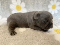 Kozy , a female French Bulldog for sale in Dysart, IA – 6 of 10