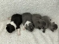 Blair, a female French Bulldog for sale in Dysart, IA – 10 of 10