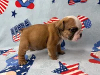 Elise, a female English Bulldog for sale in Dysart, IA – 4 of 10