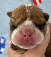 Eli, a male English Bulldog for sale in Dysart, IA – 8 of 10