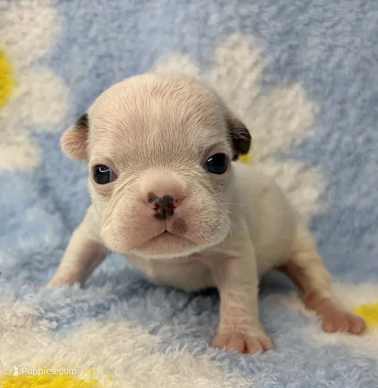Phyliss – French Bulldog puppy for sale in Dysart, IA