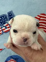 Phyliss, a female French Bulldog for sale in Dysart, IA – 3 of 10