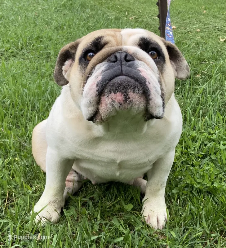 Halsey  – English Bulldog puppy for sale in Dysart, IA