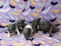 Saylor, a female French Bulldog for sale in Dysart, IA – 9 of 9