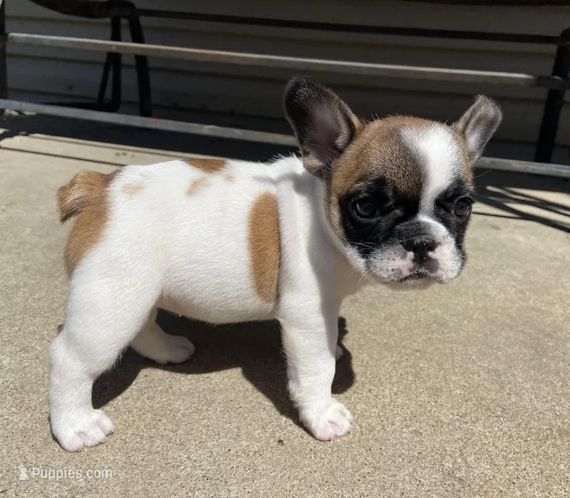 Fergie – French Bulldog puppy for sale in Dysart, IA