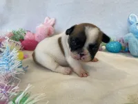 Fergie, a female French Bulldog for sale in Dysart, IA – Photo 8 of 10