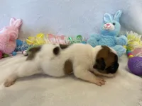 Fergie, a female French Bulldog for sale in Dysart, IA – Photo 5 of 10