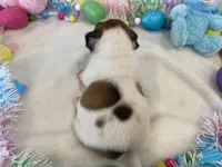 Fergie, a female French Bulldog for sale in Dysart, IA – Photo 7 of 10