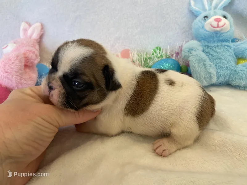 Fergie – French Bulldog puppy for sale in Dysart, IA