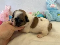 Fergie, a female French Bulldog for sale in Dysart, IA – Photo 1 of 10