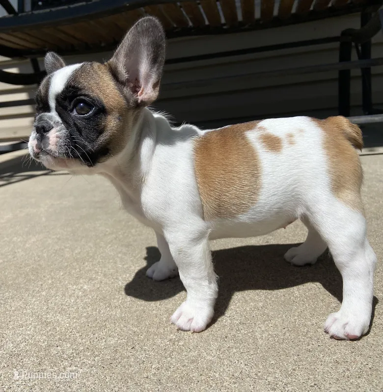 Fergie – French Bulldog puppy for sale in Dysart, IA