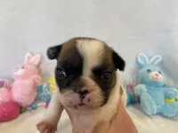 Fergie, a female French Bulldog for sale in Dysart, IA – Photo 6 of 10