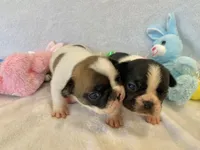 Fergie, a female French Bulldog for sale in Dysart, IA – Photo 3 of 10