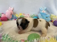 Fergie, a female French Bulldog for sale in Dysart, IA – Photo 10 of 10