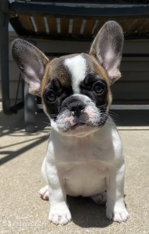 Fergie – French Bulldog puppy for sale in Dysart, IA