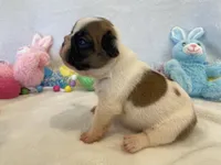 Fergie, a female French Bulldog for sale in Dysart, IA – Photo 4 of 10