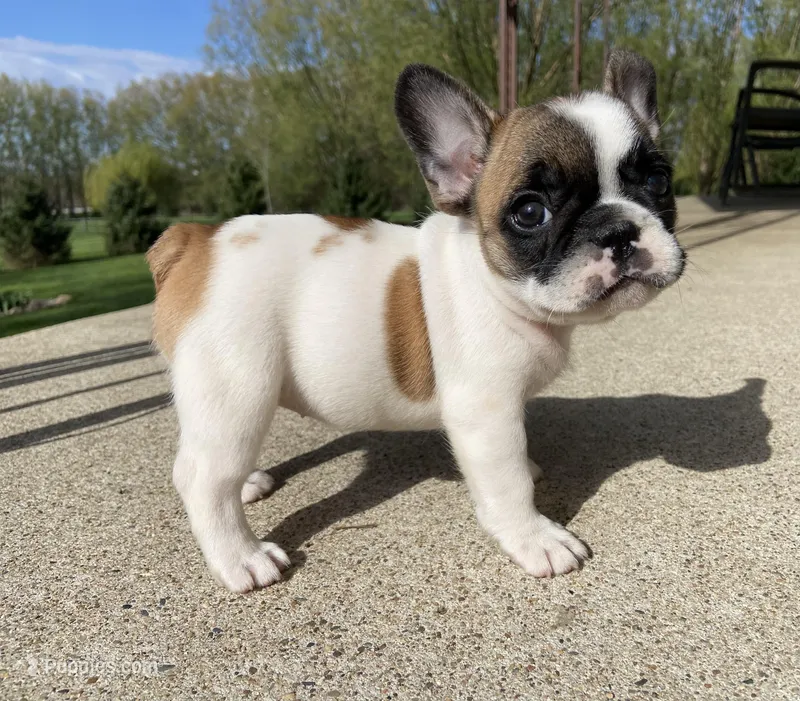 Fergie – French Bulldog puppy for sale in Dysart, IA