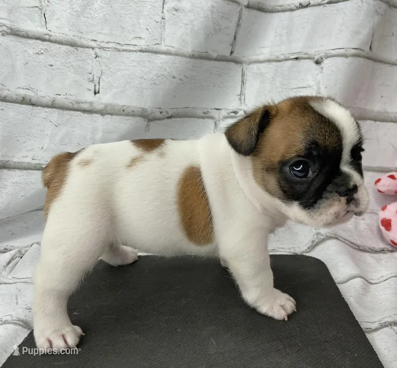 Fergie – French Bulldog puppy for sale in Dysart, IA