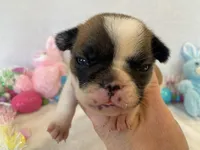 Fergie, a female French Bulldog for sale in Dysart, IA – Photo 9 of 10