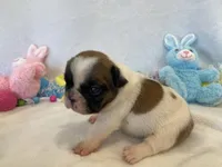 Fergie, a female French Bulldog for sale in Dysart, IA – Photo 2 of 10