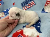 Phyliss, a female French Bulldog for sale in Dysart, IA – 6 of 10