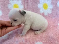 Phyliss- blue pied, a female French Bulldog for sale in Dysart, IA – 7 of 10