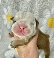 Hefty , a male English Bulldog for sale in Dysart, IA – 7 of 10