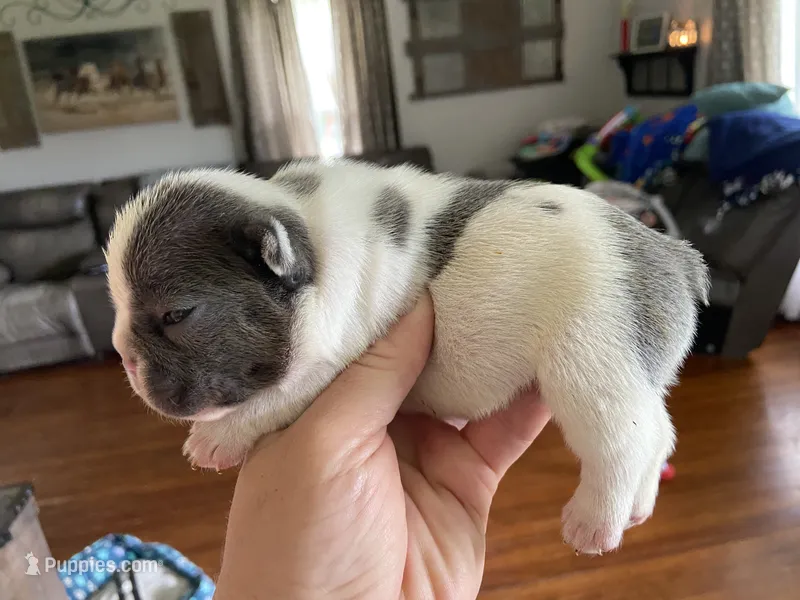 Kaleb – French Bulldog puppy for sale in Dysart, IA