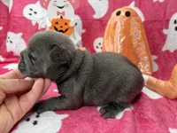 Denver, a male French Bulldog for sale in Dysart, IA – 5 of 10
