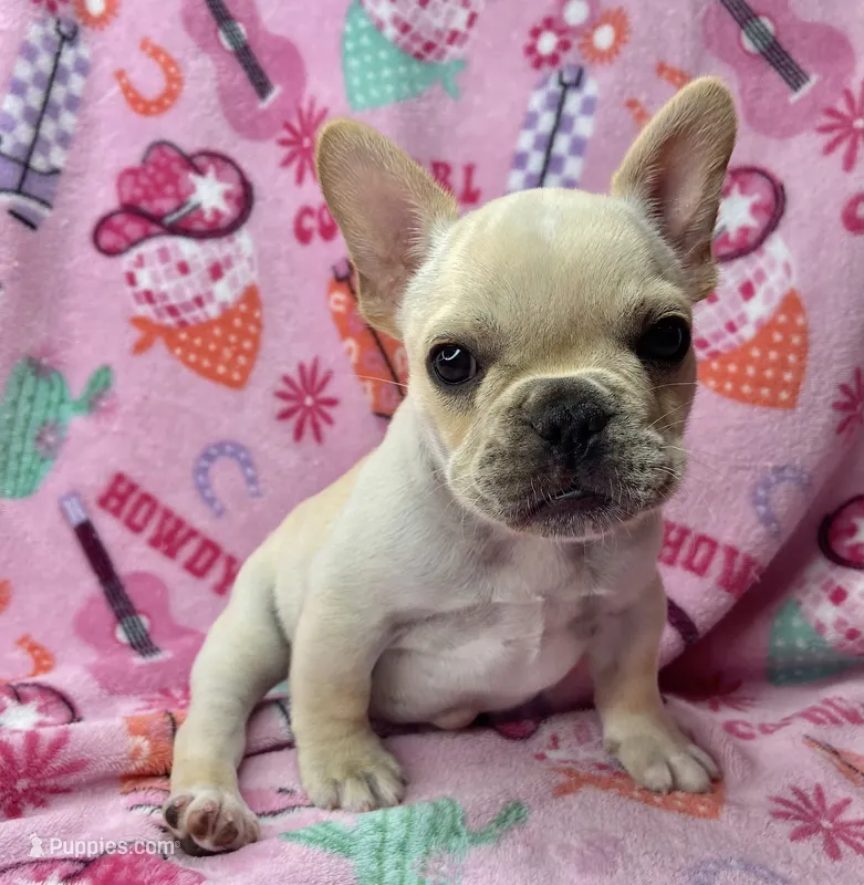 Thelma – French Bulldog puppy for sale in Dysart, IA