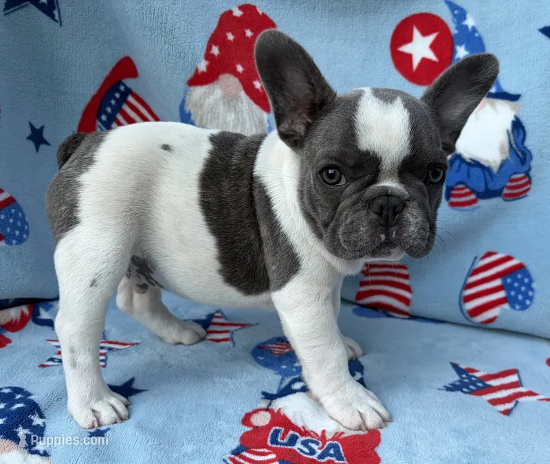 Kaleb – French Bulldog puppy for sale in Dysart, IA