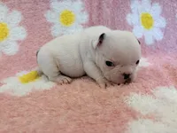Phyliss- blue pied, a female French Bulldog for sale in Dysart, IA – 8 of 10
