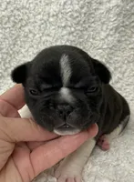 Blair, a female French Bulldog for sale in Dysart, IA – 2 of 10