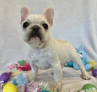 Hilda, a female French Bulldog for sale in Dysart, IA – Photo 8 of 10
