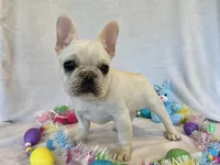 Hilda, a female French Bulldog for sale in Dysart, IA – Photo 7 of 10