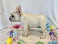 Hilda, a female French Bulldog for sale in Dysart, IA – Photo 10 of 10