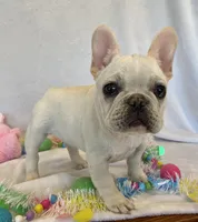 Hilda, a female French Bulldog for sale in Dysart, IA – Photo 5 of 10